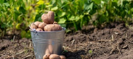 Опасные карантинные объекты для картофелеводства Северокавказского региона