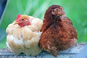 Специалисты лаборатории рассказали, как избежать стрептококкоза птиц