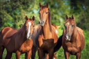 Случная болезнь лошадей, ослов и мулов