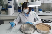 Специалисты Северо-Кавказского филиала за год провели более 13 тысяч исследований семян