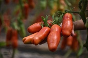 Необычные сорта томатов: «Аурия», «Банановые ноги» и «Белая королева»