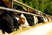 Специалисты филиала работают с сельхозпроизводителями по вопросам обращения побочных продуктов животноводства
