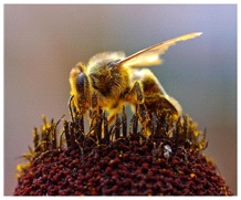О возбудителе аспергиллёза пчёл.