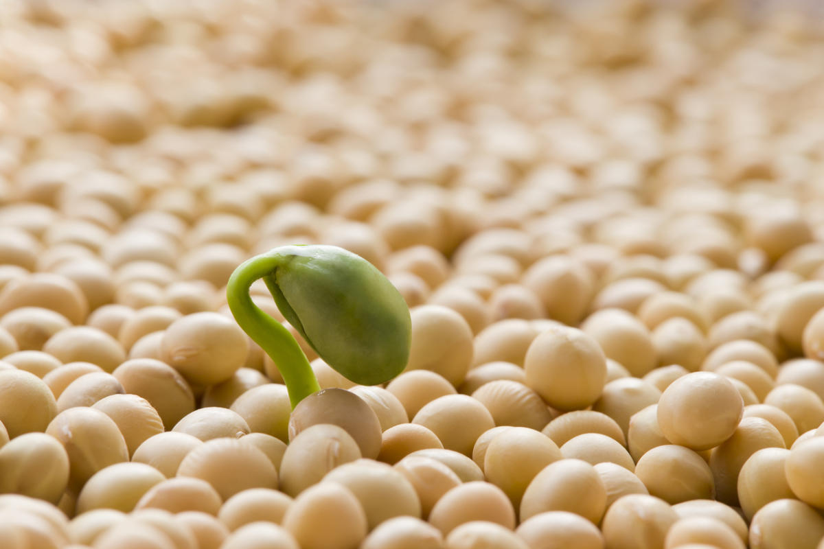 ГМО в семенах и посадочном материале