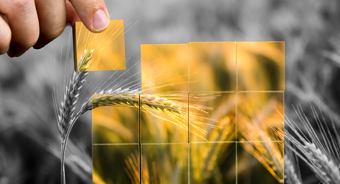 Для удобства аграриев Ставрополья будут работать 5 окружных пунктов приема проб в рамках предстоящего госмониторинга зерна