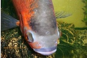 Гексамитоз аквариумных рыб