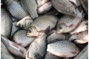 О полученных результатах исследований образцов рыбы живой
