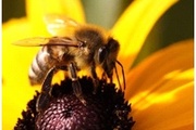 Пчелы- древнейшие обитатели нашей планеты.