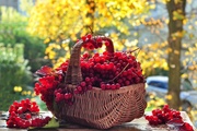 Польза осенних ягод