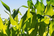 Пятнистость листьев кукурузы