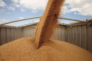 Государственный мониторинг зерна нового урожая