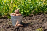 Опасные карантинные объекты для картофелеводства Северокавказского региона