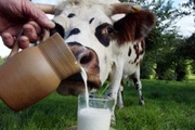 О превышении предельно допустимого уровня свинца в молоке