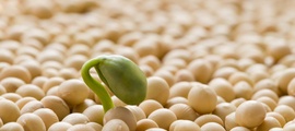 ГМО в семенах и посадочном материале