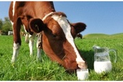 О превышении содержания соматических клеток в коровьем молоке