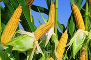 Диплодиоз кукурузы: сухая гниль початков и стеблей