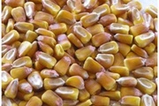 О токсичности и сорности   зерна кукурузы