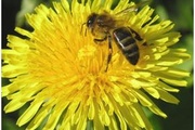 Паразитарные заболевания пчелосемей