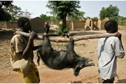 Создание вакцины против африканской чумы свиней планируется