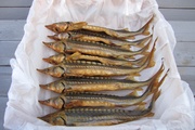 В лаборатории рассказали о потенциальной опасности употребления в пищу недостаточно обработанной рыбы