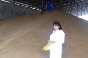 Экспертиза партий зерна и инспекция объектов хранения  и переработки зерна и технических культур