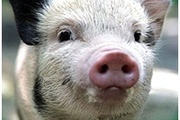 О цирковирусной инфекции свиней