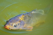 Чем опасен для рыб «стресс»?