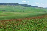 Искусственно созданные луга как вариант коренного улучшения пастбищ