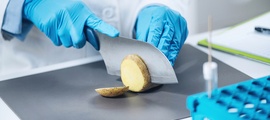 «Слизистая болезнь» картофеля: лабораторные исследования и что нужно знать фермерам