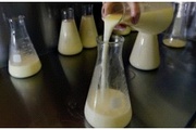 Об обнаружении  КМАФАнМ в образцах сырого молока