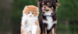 «Чесотка» кошек и собак