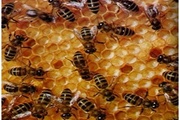 Аскосфероз пчел