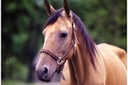 Об обнаружении возбудителя пироплазмоза лошади