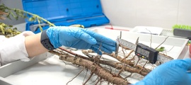 Саженцы плодовых деревьев исследуют специалисты лаборатории