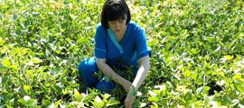 Специалисты Северо-Кавказского филиала ФГБУ «Центр оценки качества зерна» провели апробацию посевов сои на Ставрополье