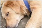 Обнаружено высококонтагиозное инфекционное заболевание собак