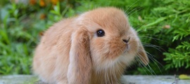 Эймериоз крольчат возрастом до четырёх-пяти месяцев выявили на Ставрополье