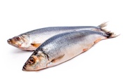 Органолептические показатели качества соленой рыбы