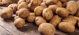 Бурая бактериальная гниль картофеля