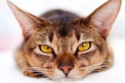 Об обнаружении генома вируса панлейкопении кошек