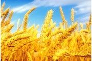 О выявлении  вредителей  хлебных запасов в озимой пшенице
