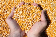 Фитосанитарная безопасность кукурузы - основа стабильного урожая