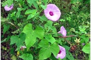 Ипомея плющевидная (ipomoea hederacea L)-опасный карантинный сорняк