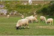 Хламидиозный (энзоотический) аборт овец