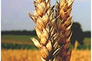 О выявлении вредителей хлебных запасов в образцах озимой пшеницы