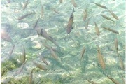 Болезни аквариумных рыбок