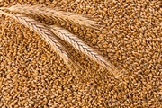 Услуги в области качества безопасности зерна и продуктов его переработки