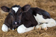 В марте 2023 года вступает в силу закон, регулирующий обращение с побочными продуктами животноводства