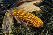 Бактериальное увядание кукурузы
