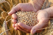 ФГИС «Зерно»: в этом году оформлены уже 60 млн тонн зерна